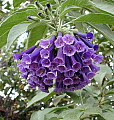 Iochroma cyaneum Royal Blue