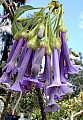 Iochroma grandiflora