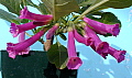 Iochroma Plum Beauty