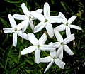 Jasminum tortuosum
