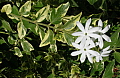 Jasminum multiflorum Variegatum