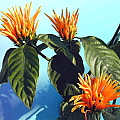 Justicia species Golden Flame