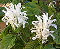 Justicia carnea Alba