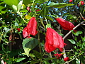 Malvaviscus arboreus var mexicanus Red