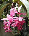 Medinilla magnifica