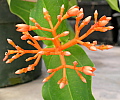 Medinilla scortechenii