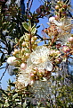 Myrtus communis Variegata