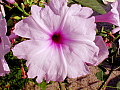 Ipomoea carnea ssp fistulosa