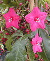 Ipomoea horsfalliae