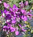 Polygala myrtifolia Grandiflora