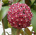 Hoya mindorensis
