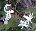 Jasminum nitidum