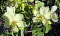 Senna bicapsularis Butter Creme