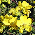 Senna bicapsularis California Gold