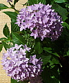 Pentas lanceolata Compact Lavender