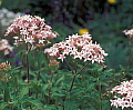 Pentas lanceolata Blush