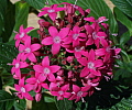 Pentas lanceolata Pioneer Pink