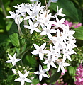 Pentas lanceolata Silver Star