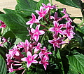 Pentas lanceolata Starburst