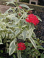 Pentas lanceolata Stars and Stripes