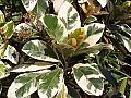 Pisonia umbellifera Variegata