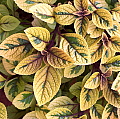 Plectranthus oertendahlii Lime Light