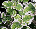 Plectranthus fosteri Lime Splash