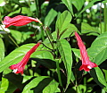 Ruellia brevifolia Red Christmas Pride