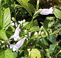 Ruellia brevifolia Alba