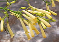 Russelia equisetiformis Yellow Gold