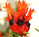 Ruttya fruticosa Orange Dragon