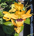 Ruttya fruticosa Yellow Dragon