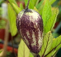 Solanum muricatum Rio Bamba