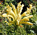 Tecoma capensis Lutea