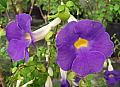 Thunbergia erecta