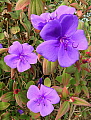 Tibouchina urvilleana