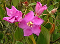 Melastoma polyantha