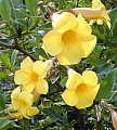 Allamanda schottii