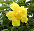 Allamanda cathartica Stansills Double