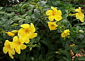 Allamanda cathartica Golden Butterfly