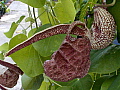 Aristolochia labiata