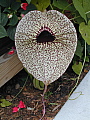 Aristolochia grandiflora