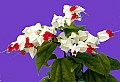 Clerodendrum thomsoniae