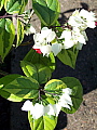 Clerodendrum thomsoniae Variegatum