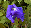 Clitoria ternata Double