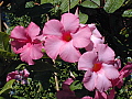 Mandevilla x amoena Alice Dupont