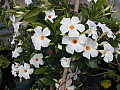 Mandevilla boliviensis