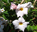 Mandevilla sanderi Alba