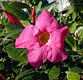 Mandevilla sanderi Red Riding Hood