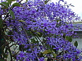 Petrea volubilis